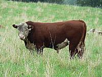 Polled Hereford page